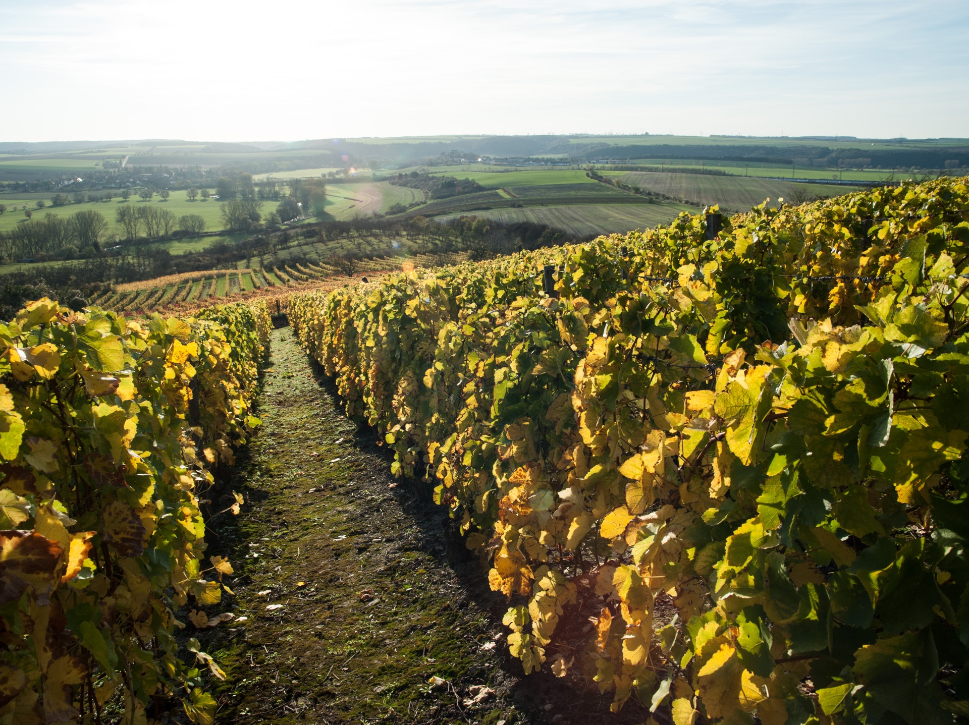 Weinberge