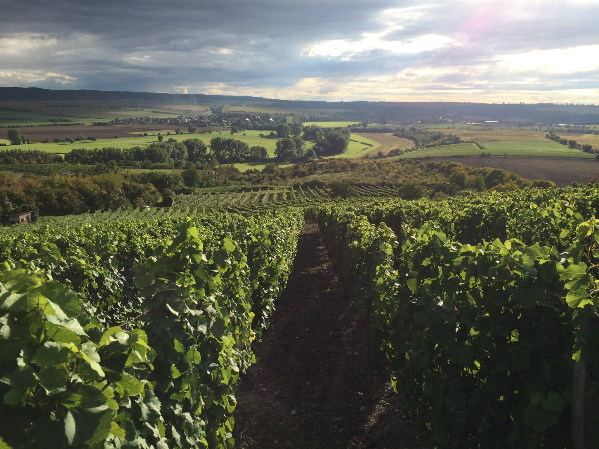Weinberge