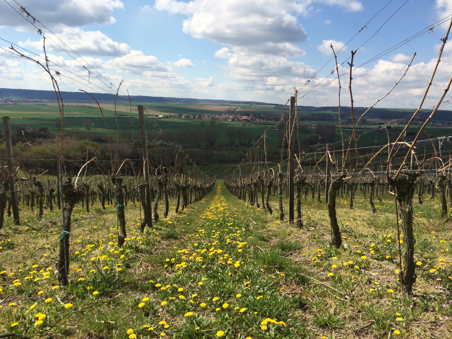 Weinberge