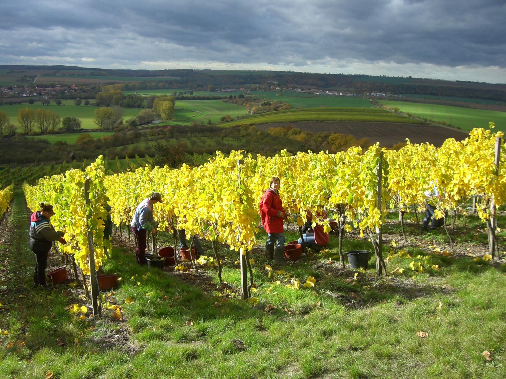 Weinberge