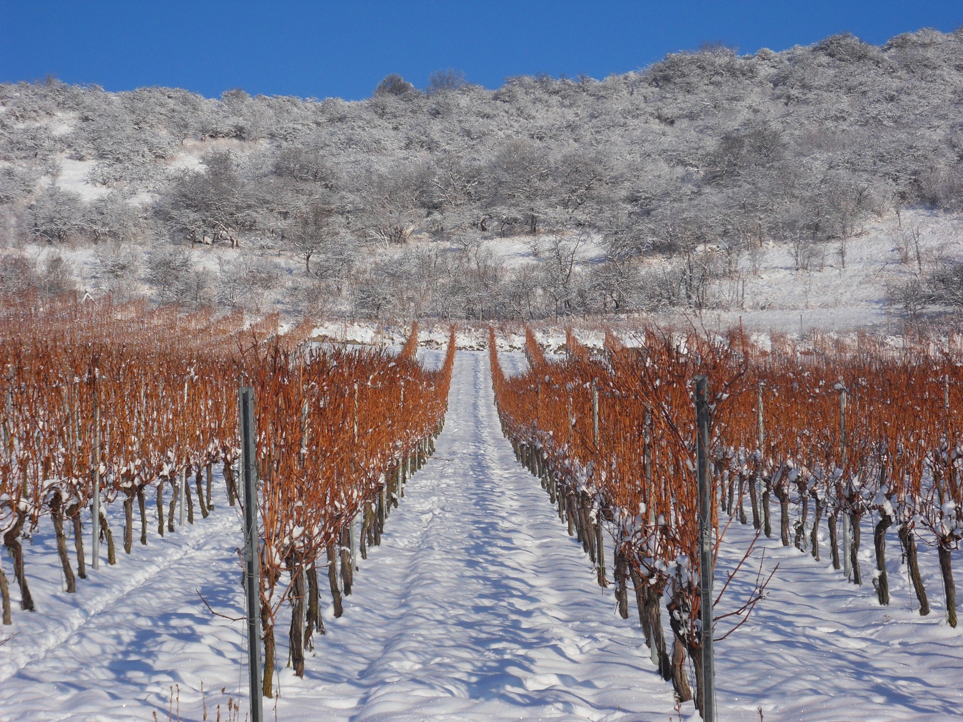 Weinberge