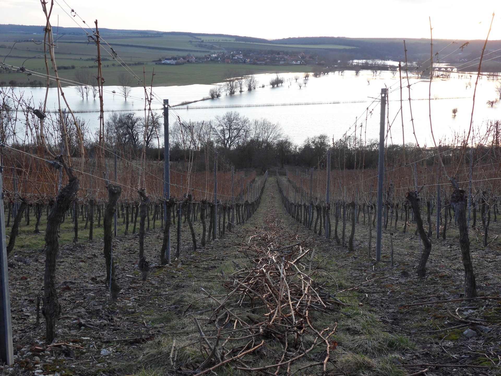 Weinberge