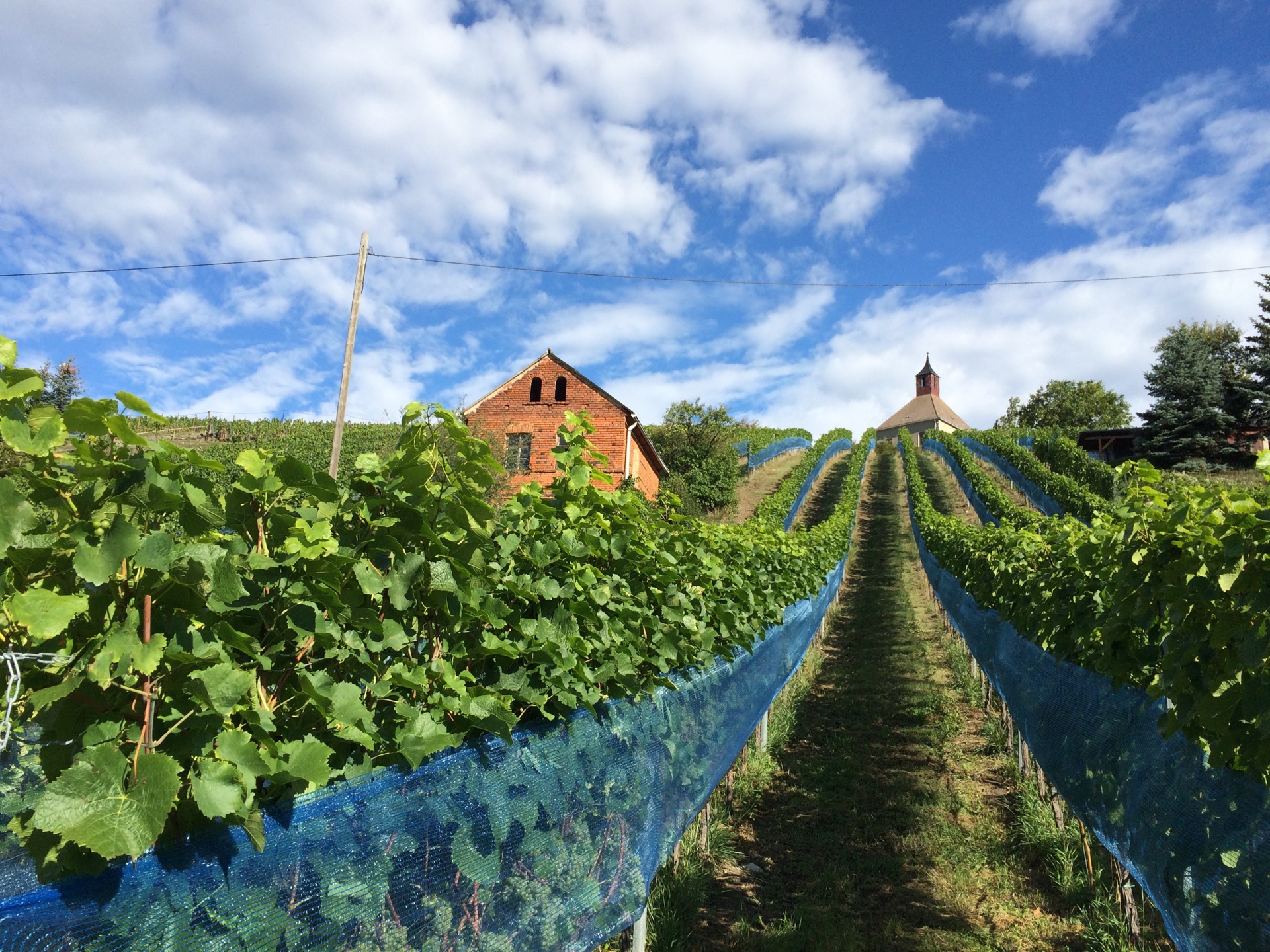 Weinberge