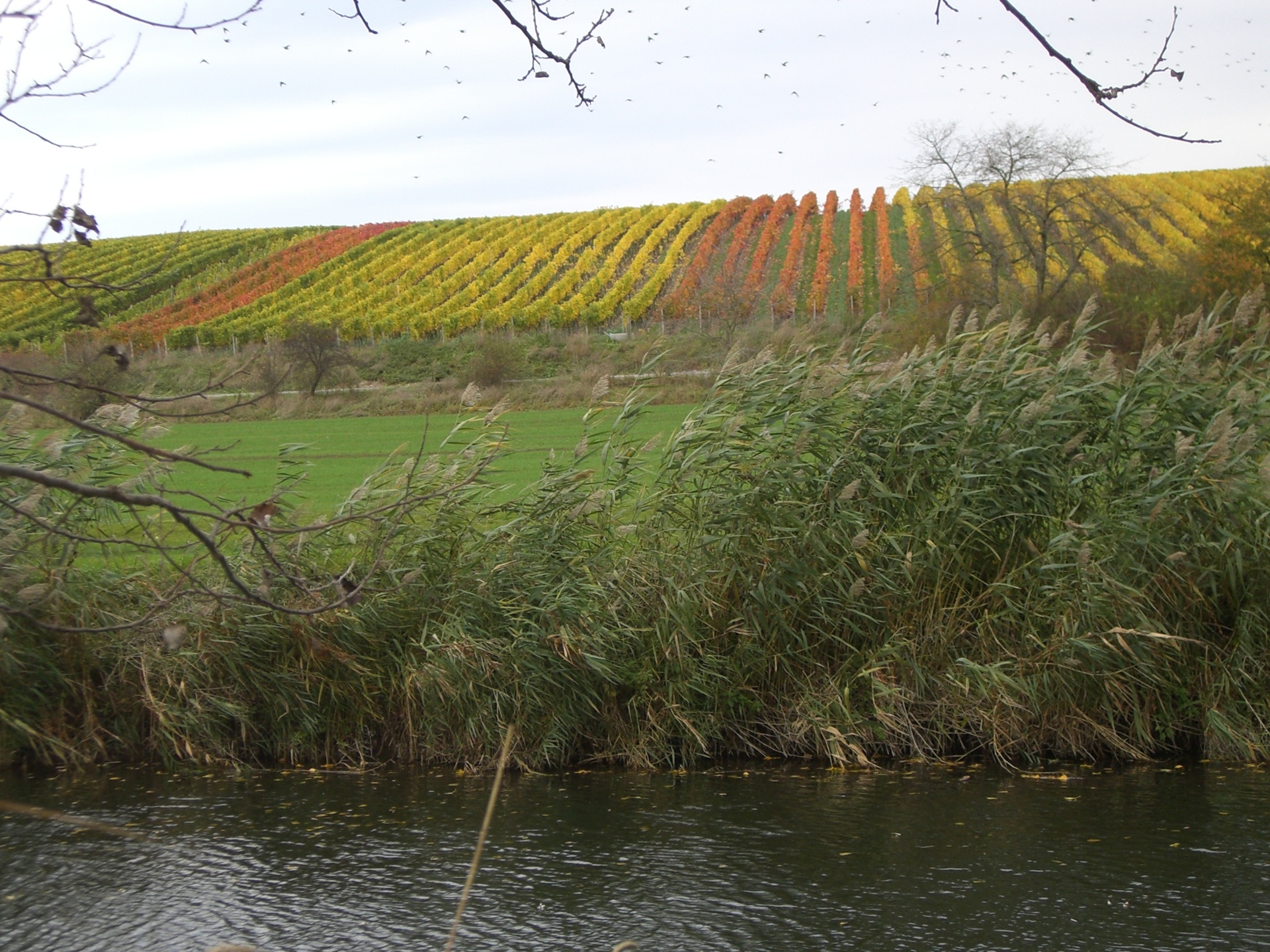 Weinberge