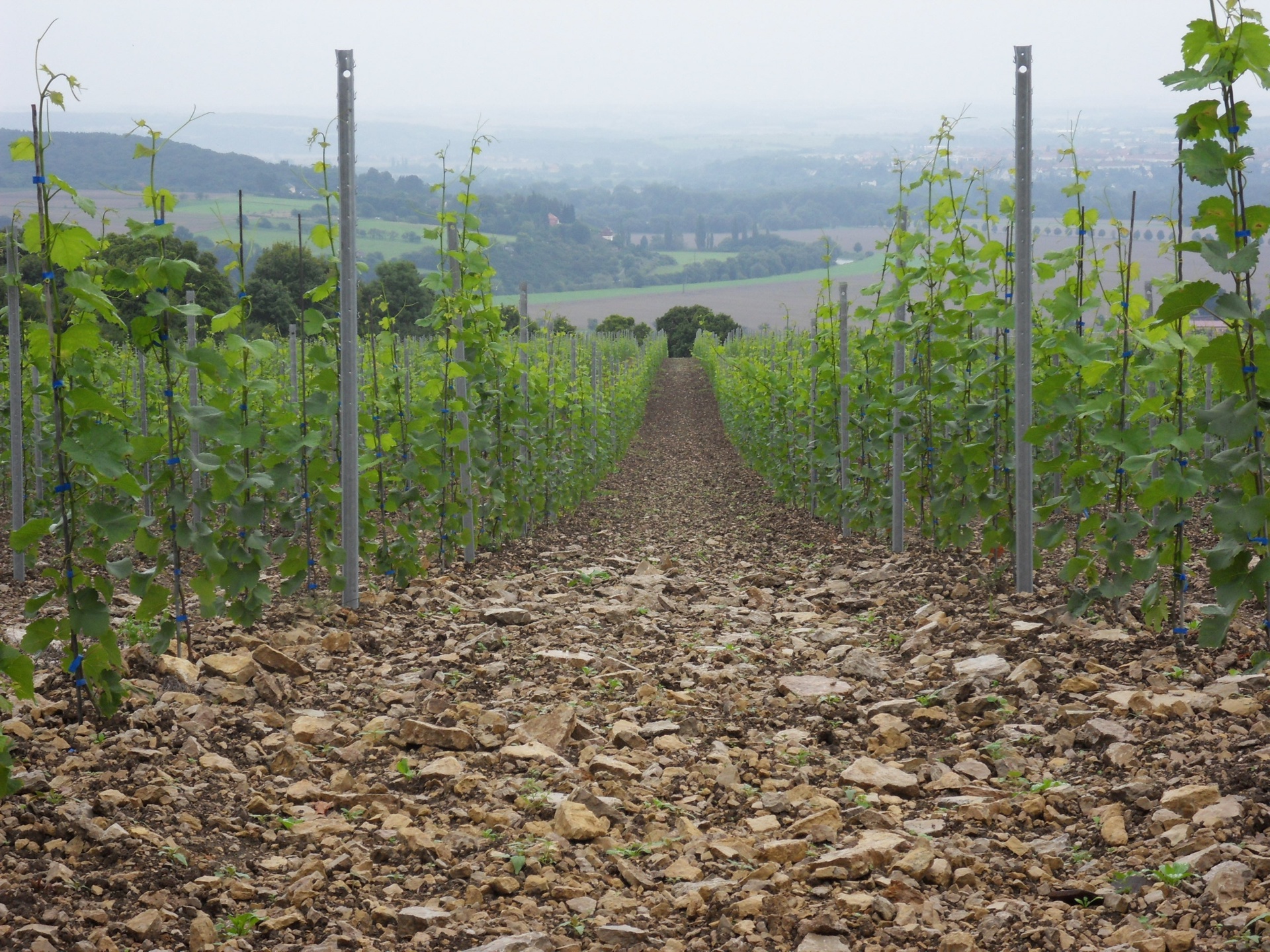 Weinberge