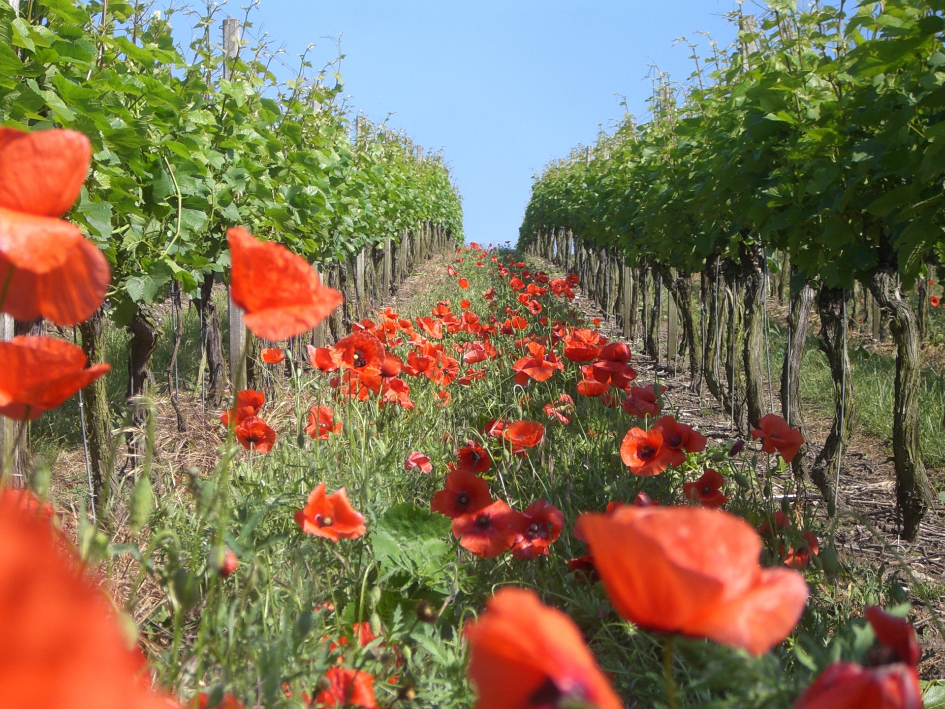 Weinberge