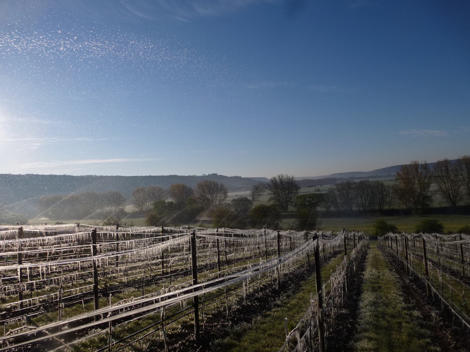 Weinberge